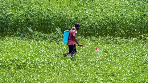 Cabinet approves Rs 25 hike in wheat MSP Cabinet approves Rs 25 hike in wheat MSP