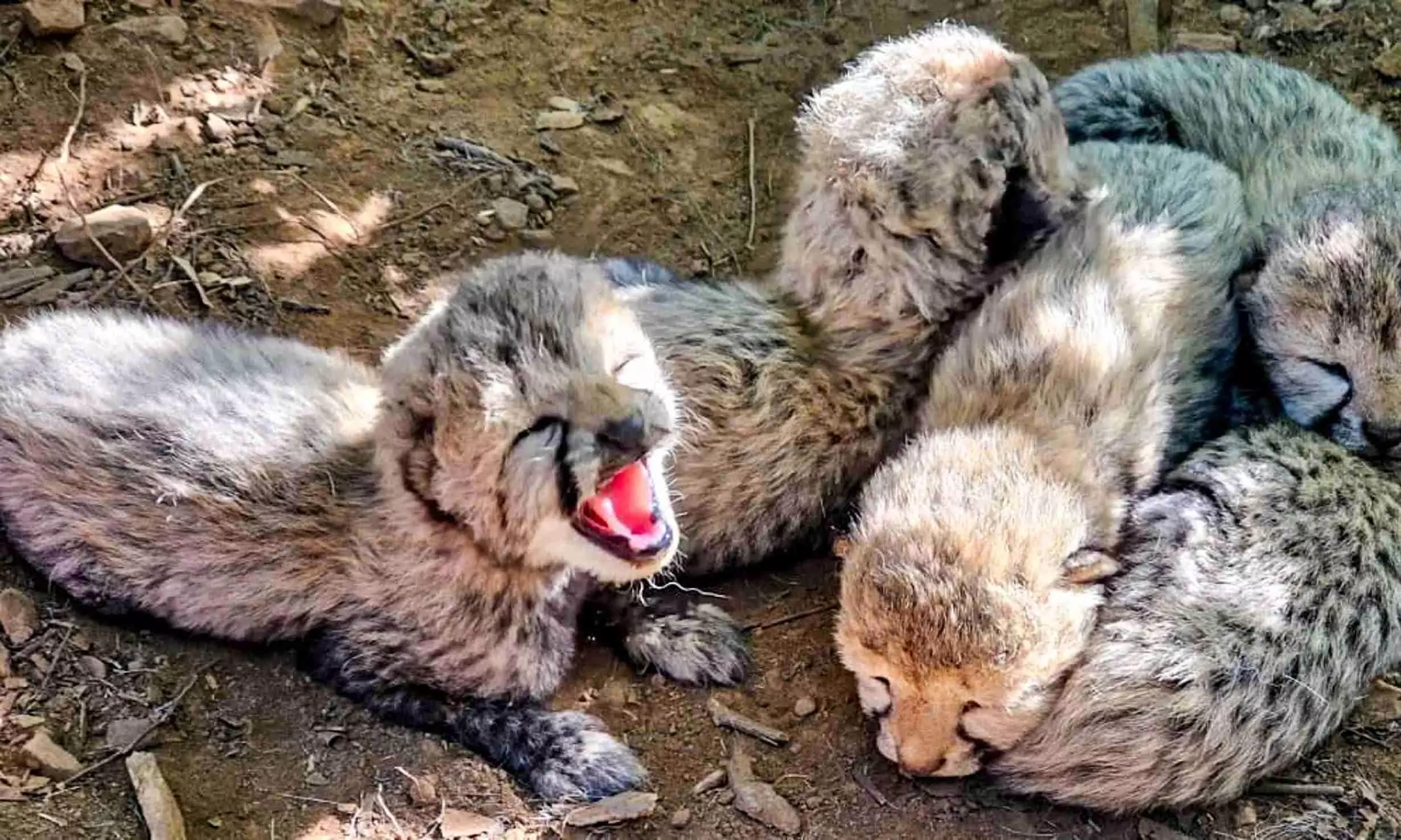 Cheetah cubs Cheetah cubs