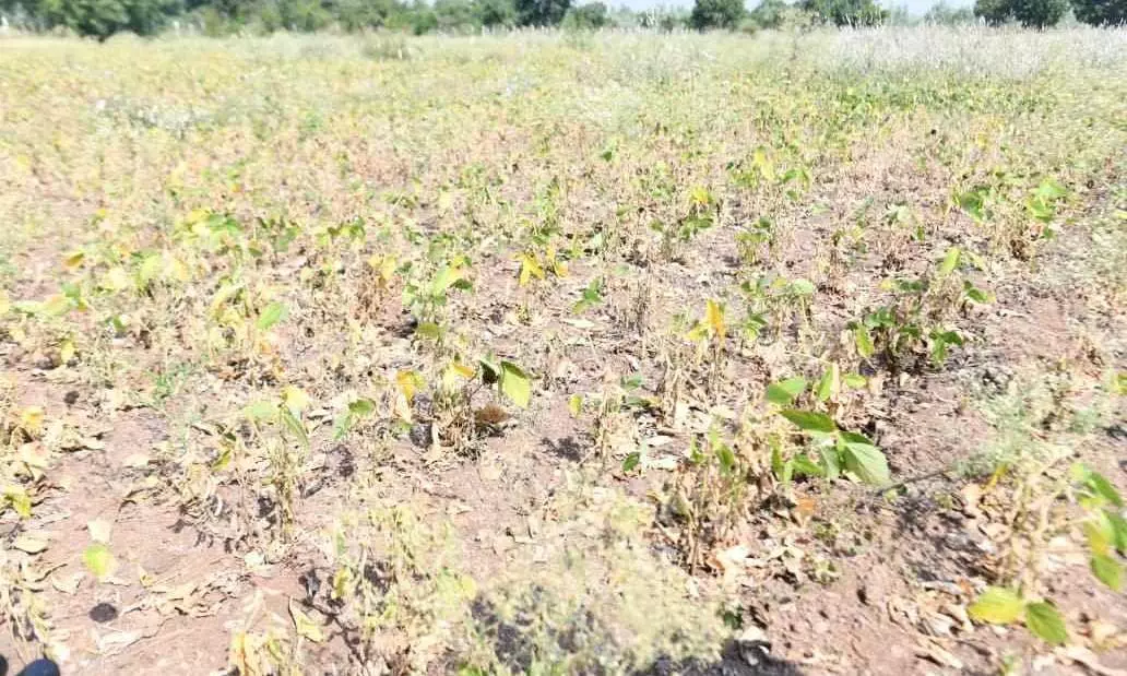 drought-hit farm in Chhatrapati Sambhajinagar, Maharashtra drought-hit farm in Chhatrapati Sambhajinagar, Maharashtra