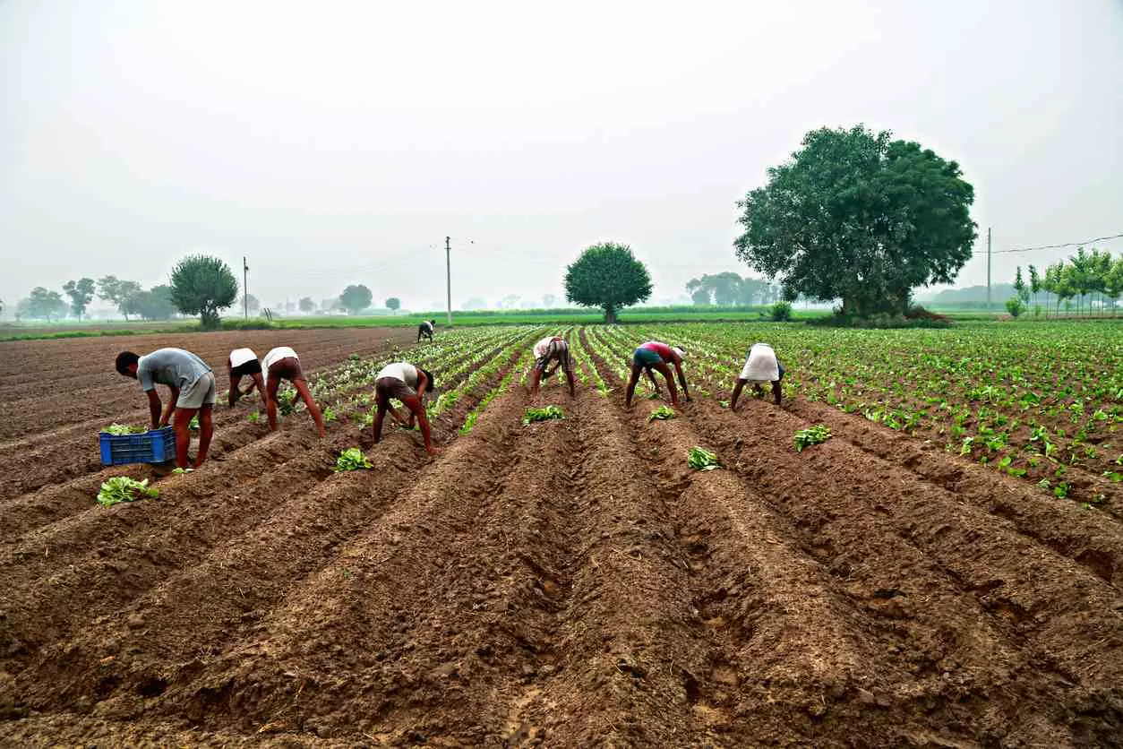 Farmers