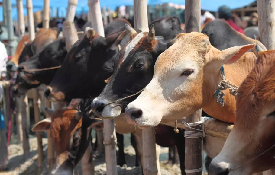 Cows Cows