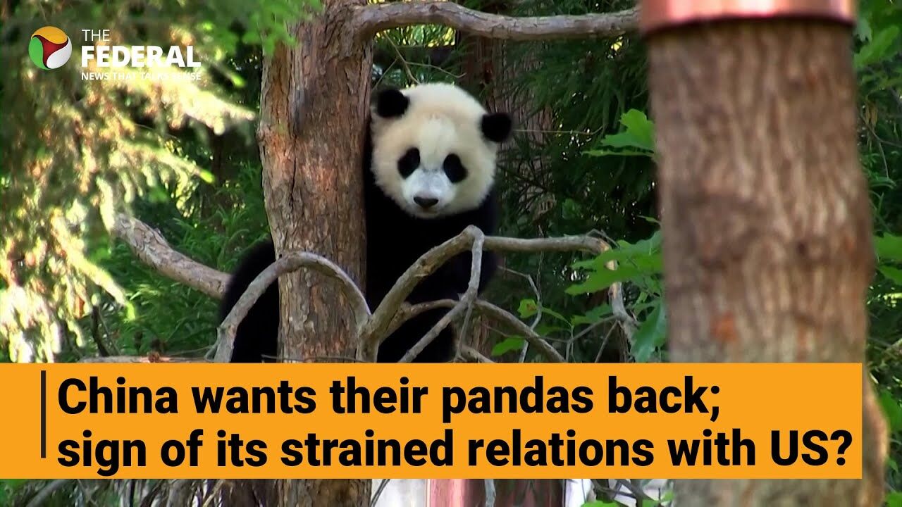 Watch: Crowds bid goodbye to giant pandas at Washington Zoo