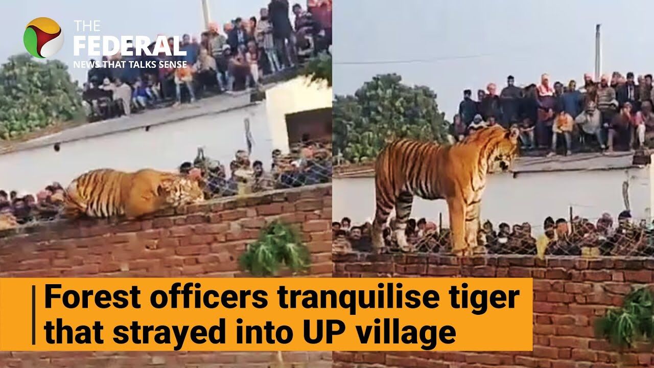 Dramatic tiger capture in UP village by forest officers