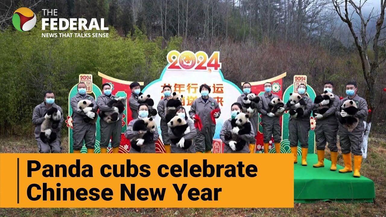 Watch Panda cubs steal the show in Chinese New Year video