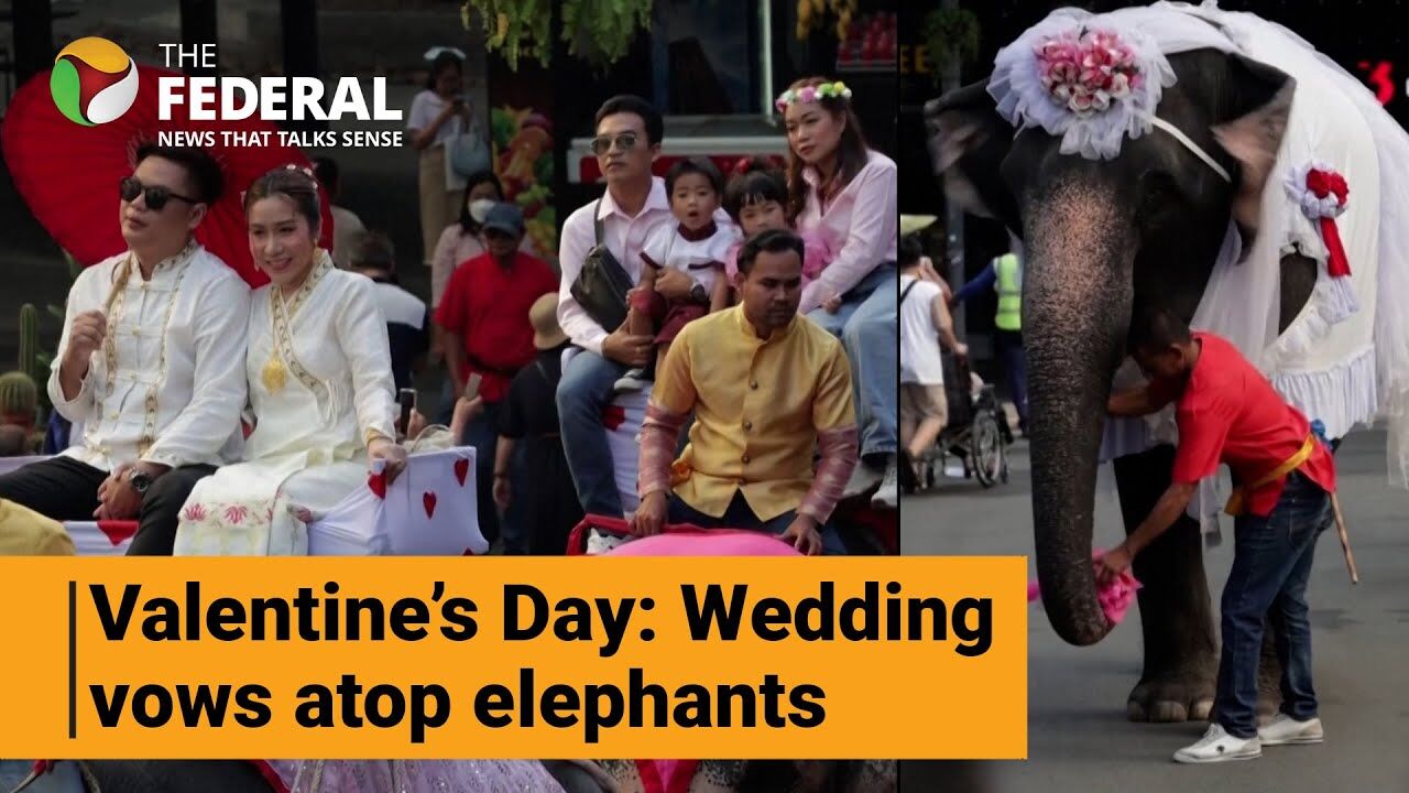 Watch | Thai couples tie the knot atop elephants on Valentines Day
