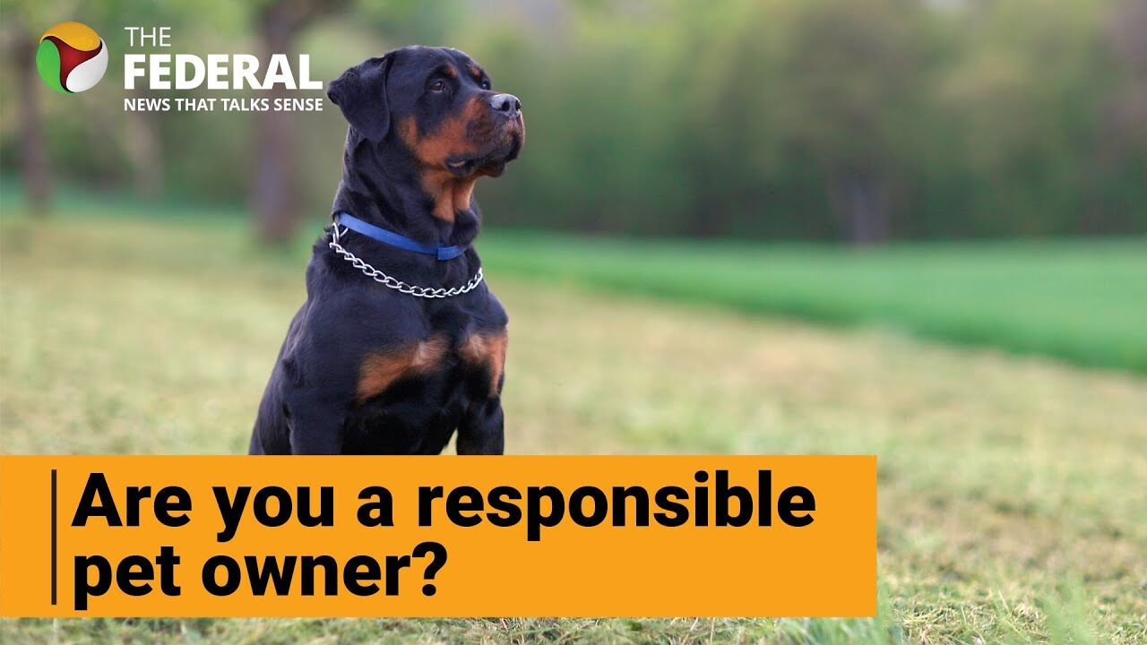 Watch |  Multiple incidents of Rottweiler attacks but theres only one reason