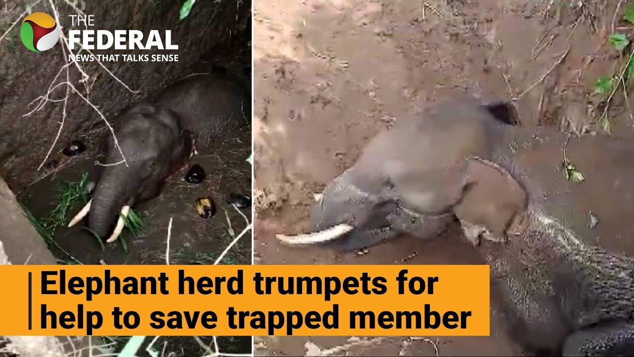 Watch: Elephant rescued after 15 hours in Coimbatore