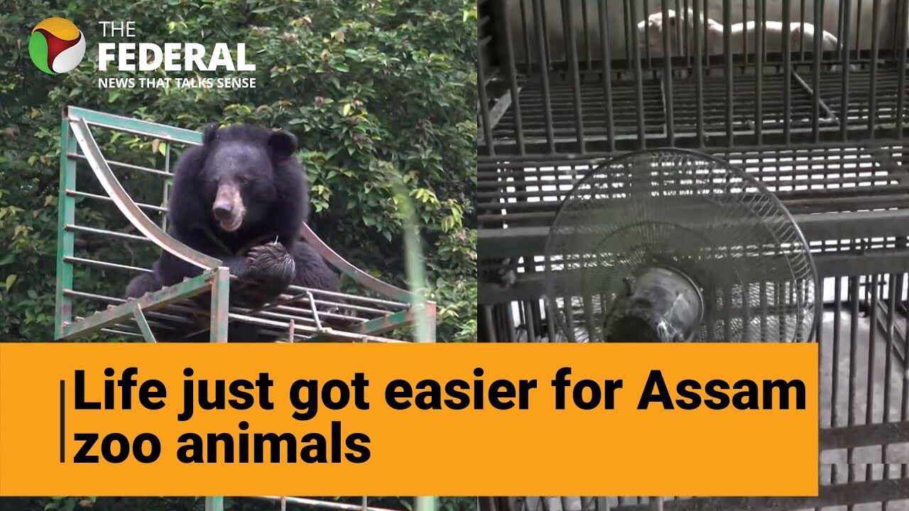 Animals at Guwahati Zoo get fans, bath tubs to beat the heat