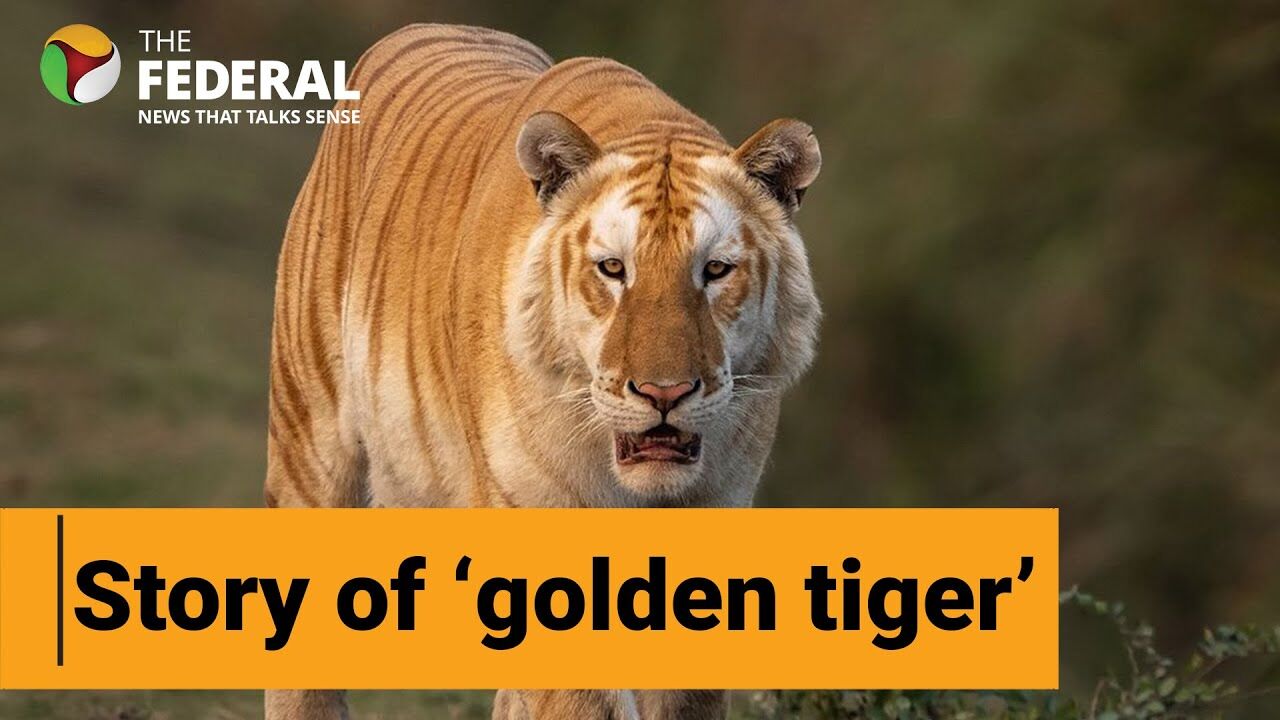 Genetic mutation behind Kaziranga ‘golden tiger’?