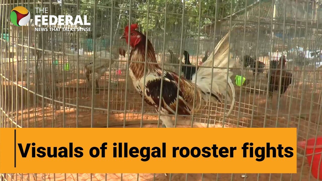 Watch: Rooster fights carry on in Andhra Pradesh despite ban