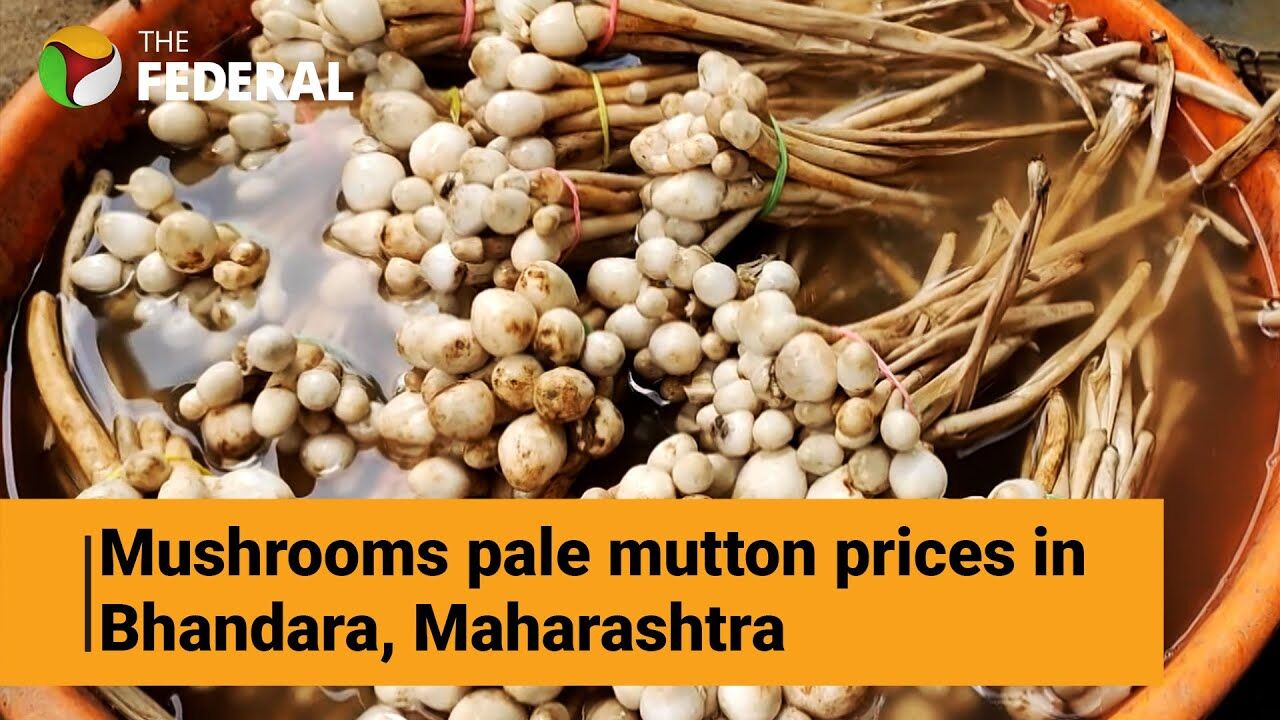 With prices reaching over Rs 1000 a kg, wild mushroom inundates markets
