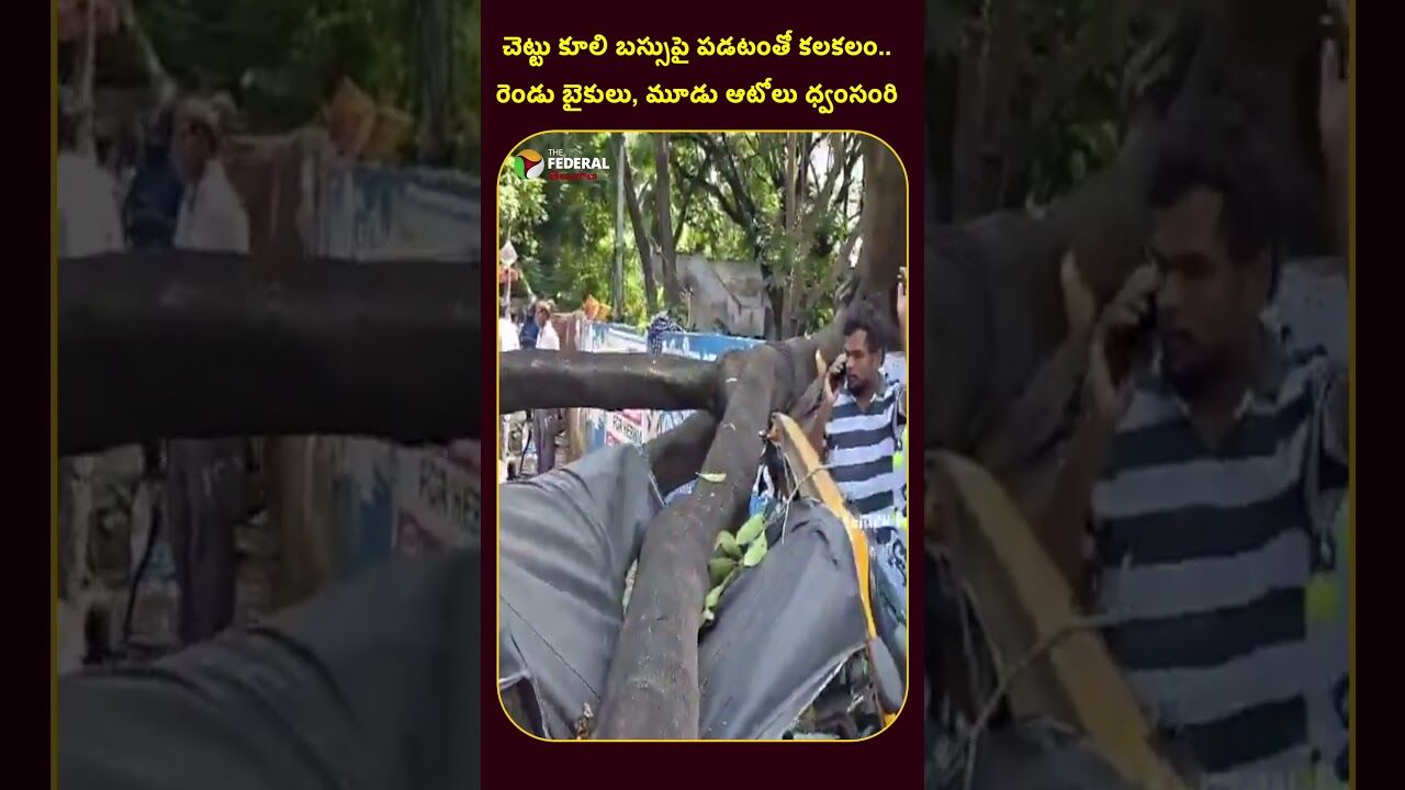 చెట్టు కూలి బస్సుపై పడటంతో కలకలం.. రెండు బైకులు, మూడు ఆటోలు ధ్వంసం