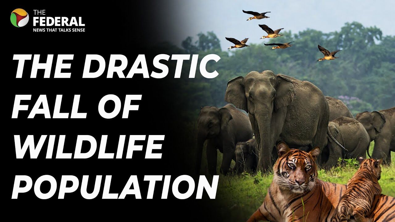 73 In 50 Years How The Global Wildlife Population Has Seen An