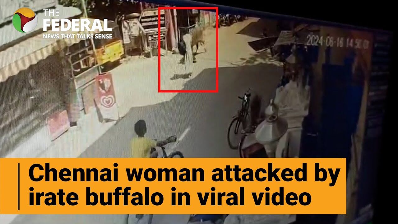 Viral video | Chennai woman injured in buffalo attack